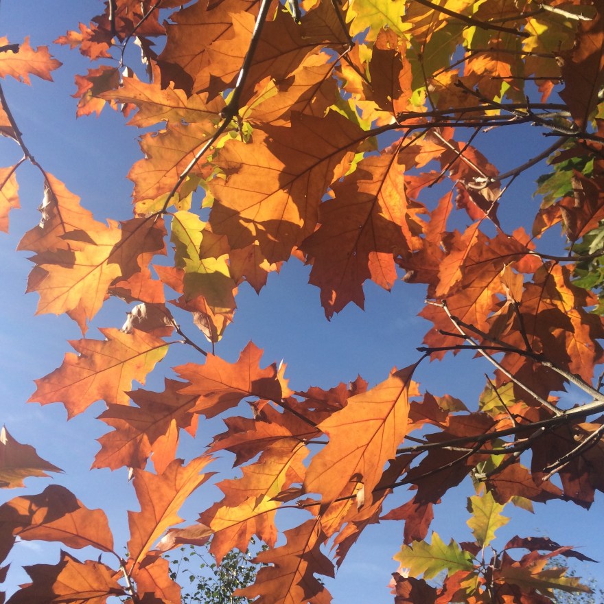 Look up through the canopy