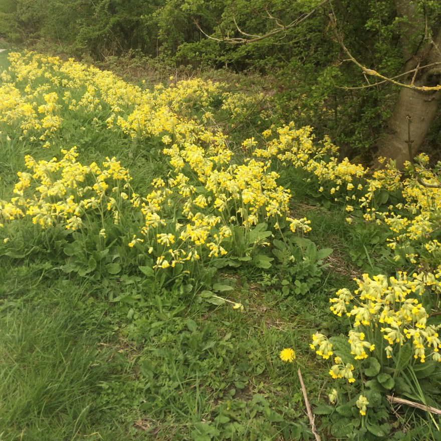 cowslips