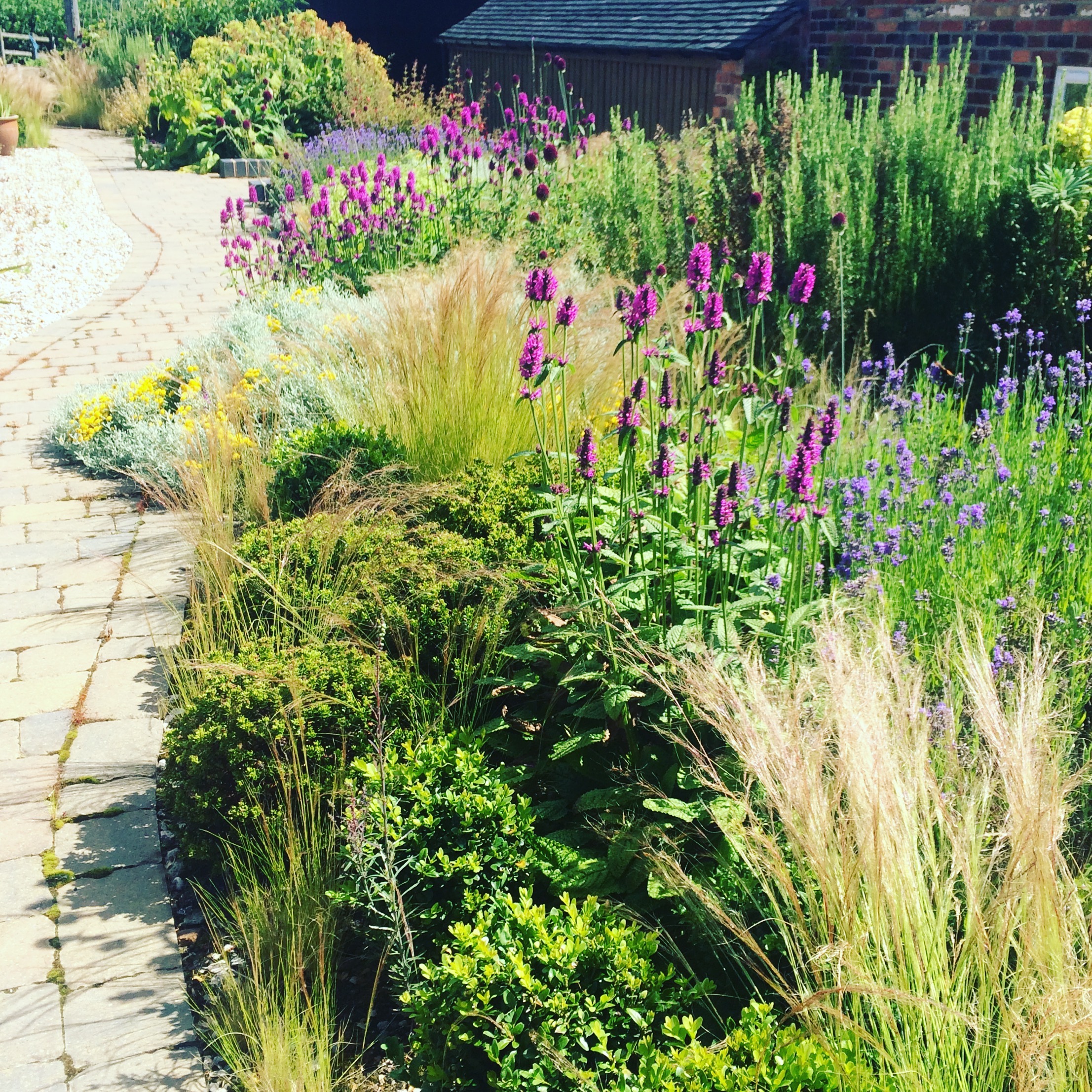 Stipa tenuissima in drought tolerant border