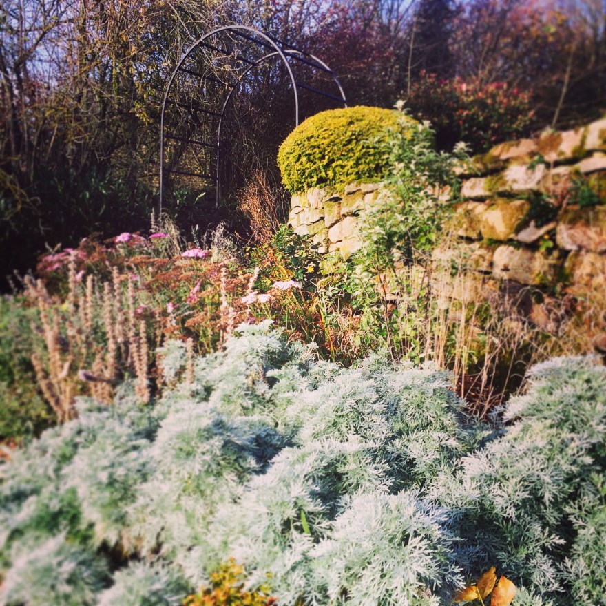 Artemesia 'Powis Castle' in foreground Winter '16