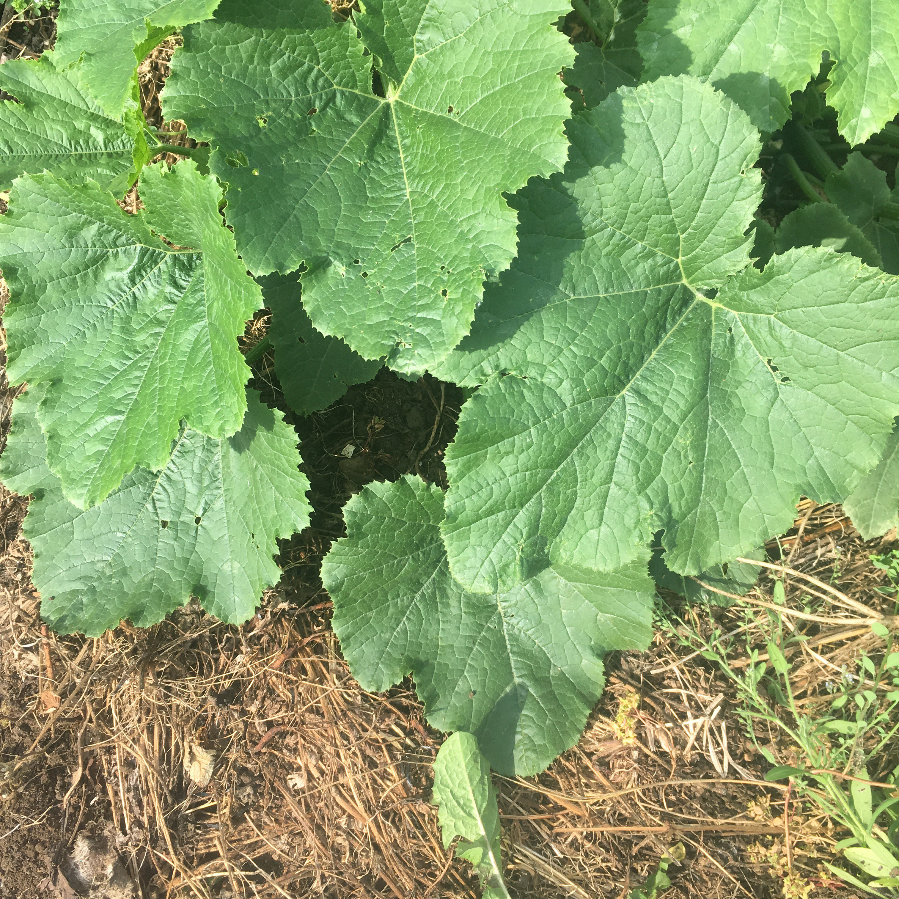 Chop & Drop Mulch under courgette plant