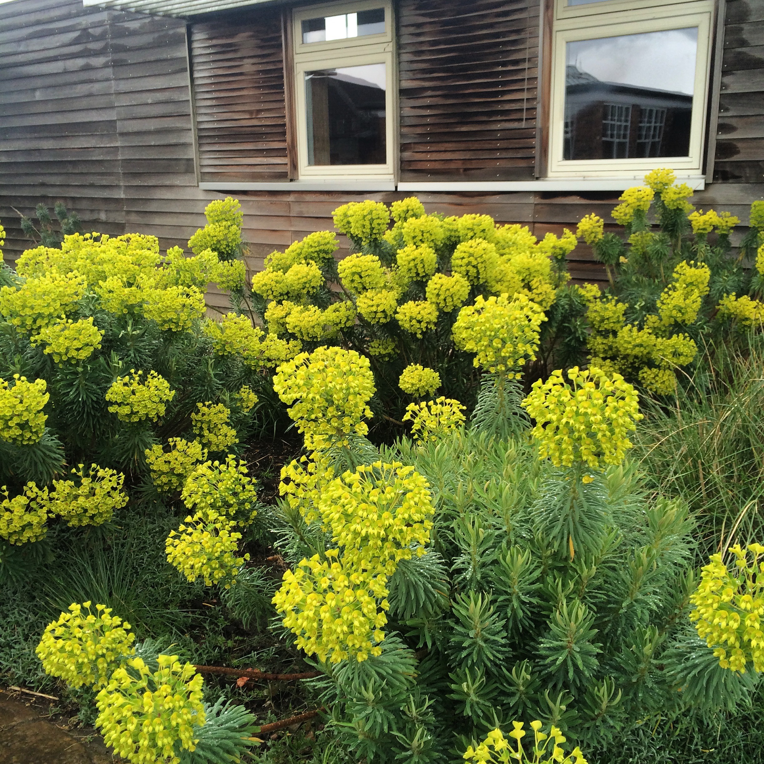 Euphorbia characias 'Wulfenii'