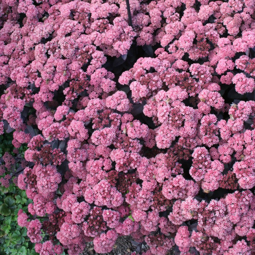 Sedum